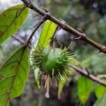 Mallotus oppositifolius Fruit