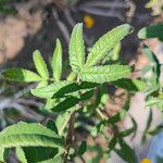 Tagetes lemmonii Folio