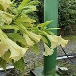 Brugmansia suaveolens Flower