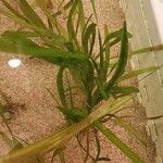 Vallisneria spiralis 整株植物