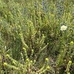 Sideritis montana Libunga