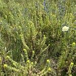 Sideritis montana Habitat