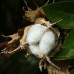 Gossypium hirsutum Fruit