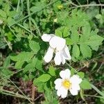 Rosa arvensis Vekstform