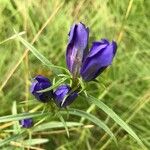 Gentiana pneumonantheКвітка