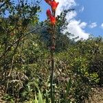 Gladiolus daleniiFlors