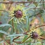 Helianthus salicifolius 其他