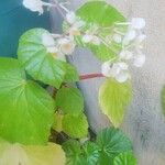 Begonia hirtella 葉