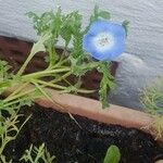 Nemophila phacelioides Цвят