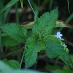 Priva lappulacea 叶