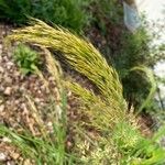 Achnatherum calamagrostis Fruit