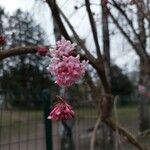 Viburnum × bodnantense Blomma