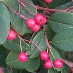 Cotoneaster meiophyllus Fruto