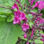 Lepechinia hastata Flor