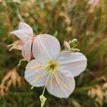 Oenothera albicaulis Floro