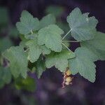 Ribes malvaceum Folha