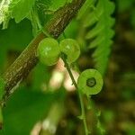 Ribes cynosbati Fruto