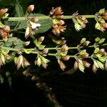 Salvia alvajaca Λουλούδι