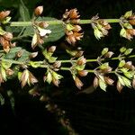 Salvia alvajaca Blomma