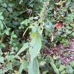 Teucrium canadense Foglia