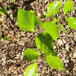 Viburnum japonicum Leaf