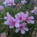 Pelargonium crispum Квітка