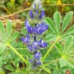 Lupinus micranthus 花