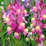 Linaria ricardoi Flor