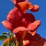 Campsis grandiflora Flower