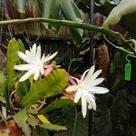 Epiphyllum phyllanthus Fuelha