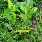 Allophylus rubifolius Flower