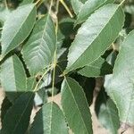 Handroanthus heptaphyllus Folha