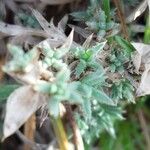 Arenaria aggregata Hoja