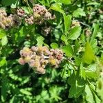 Rhus aromatica Fruit