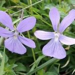 Viola cornuta Цвят