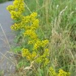 Galium verumFlor