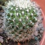 Mammillaria spinosissima Frunză