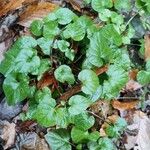 Viola reichenbachiana Leaf