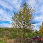 Sorbus domestica Hábitos