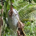 Benincasa hispida Fruit