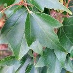 Acer buergerianum Blad