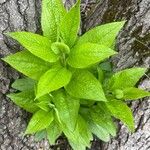 Hackelia virginiana Leaf