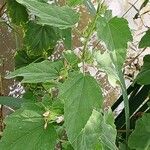 Althaea officinalis Liść