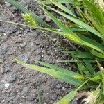 Setaria viridis Hoja