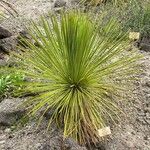 Dasylirion texanum Leaf