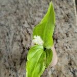 Maianthemum canadense Feuille