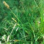 Carex vulpina Folha