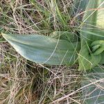 Himantoglossum hircinum Leaf