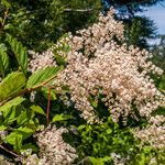 Holodiscus discolor ഇല