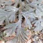 Selaginella erythropus ഇല
